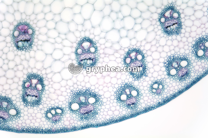 Tige de Maïs CT x25 - gryphea.com